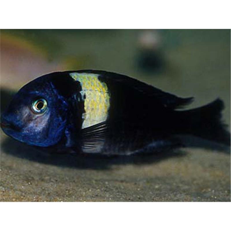 Tropheus duboisi maswa - imagine 5